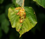 Tilia cordata. Лист с галлами галлицы Didymomyia tiliacea. Московская обл., Раменский р-н, окр. ж.-д. платформы Хрипань, смешанный лес у ЛЭП. 13.06.2016.