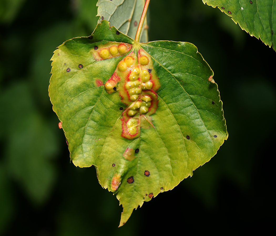 Изображение особи Tilia cordata.