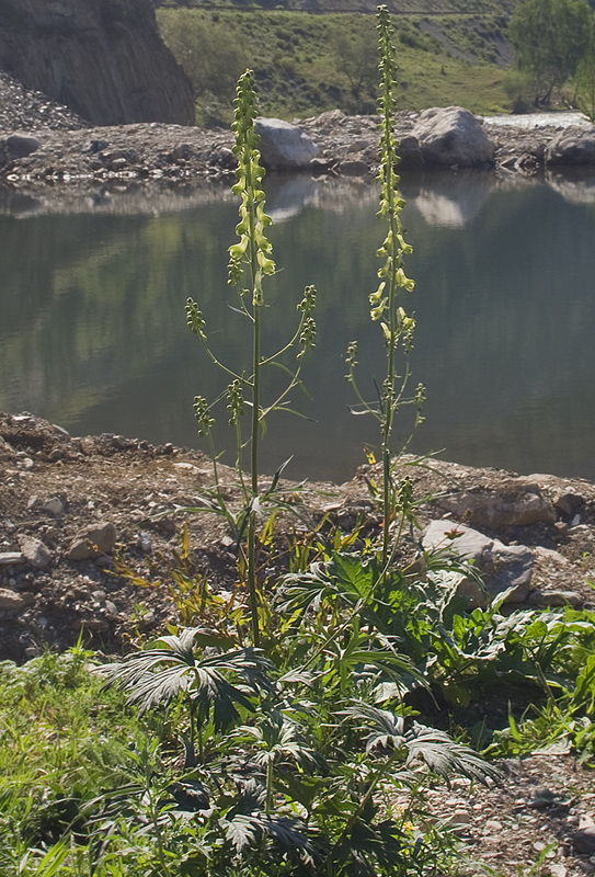Image of Aconitum barbatum specimen.