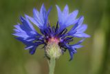 Centaurea cyanus