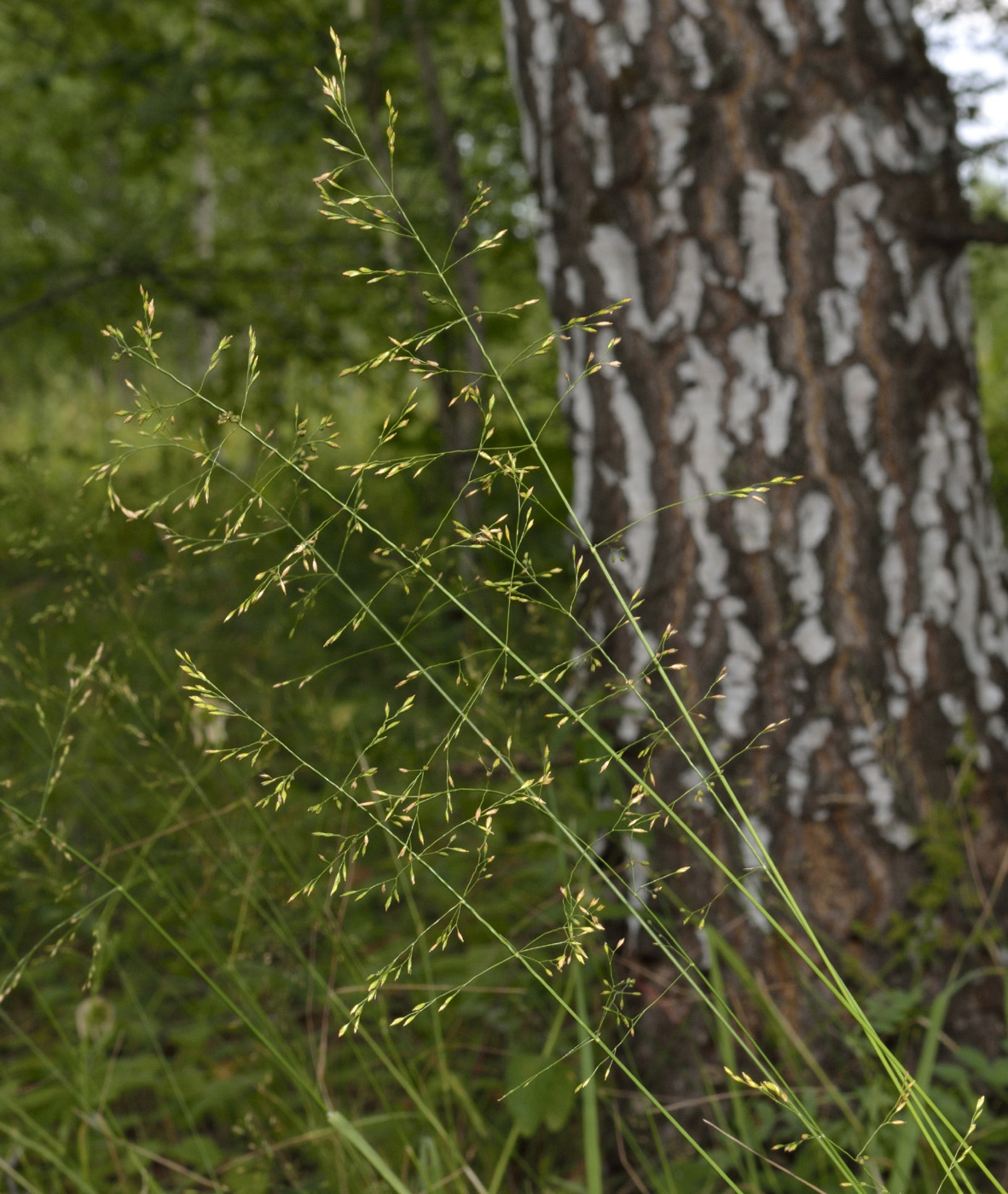 Image of Poa palustris specimen.