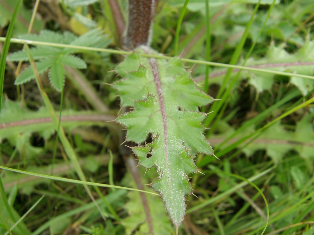 Изображение особи Cirsium esculentum.