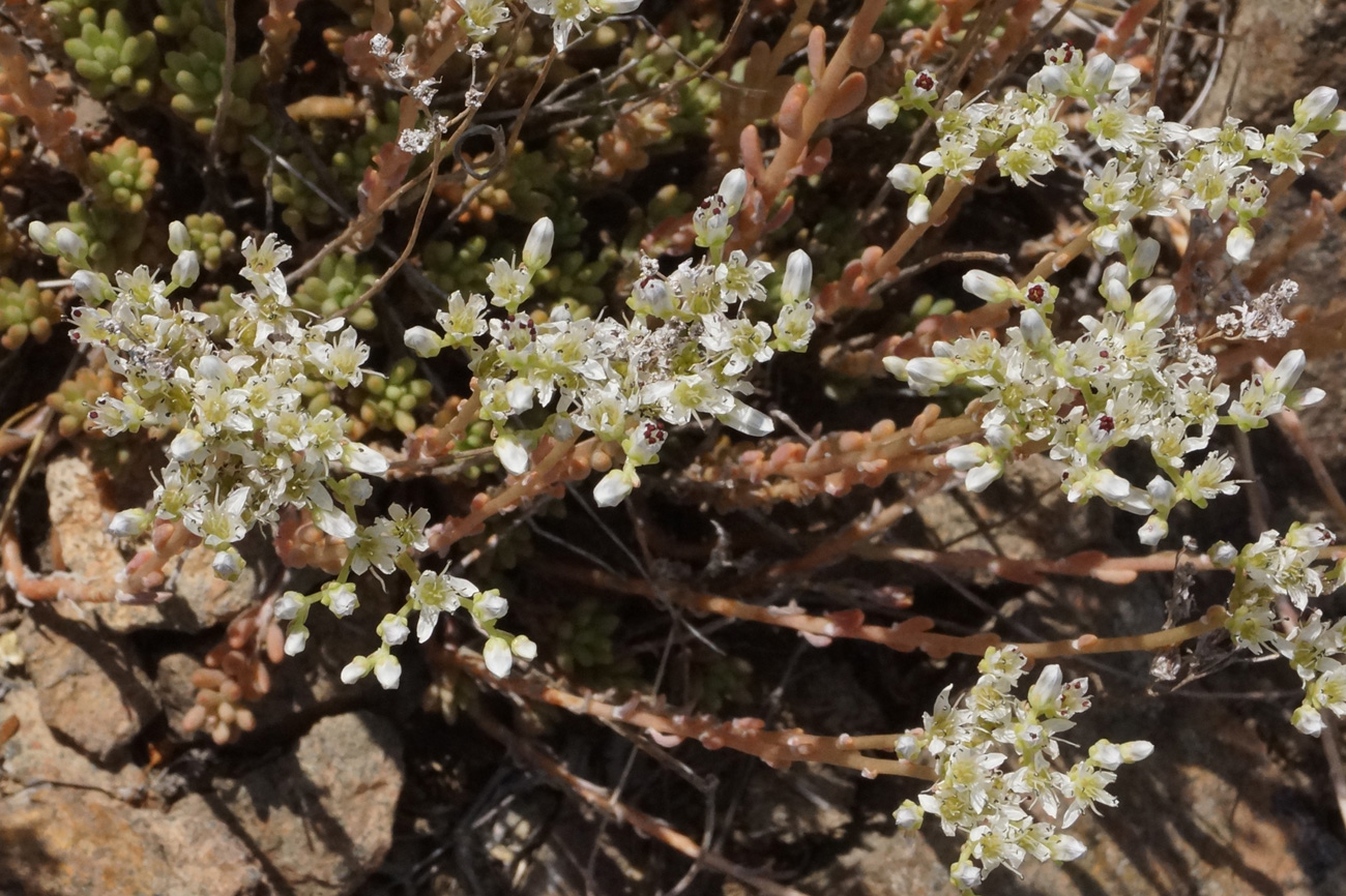 Изображение особи Sedum alberti.