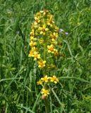 Ligularia altaica
