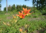 Hemerocallis fulva. Верхушка цветущего побега. Республика Мордовия, г. Ковылкино, пустырь на АЗС на выезде в г. Наровчат. 4 июля 2015 г.