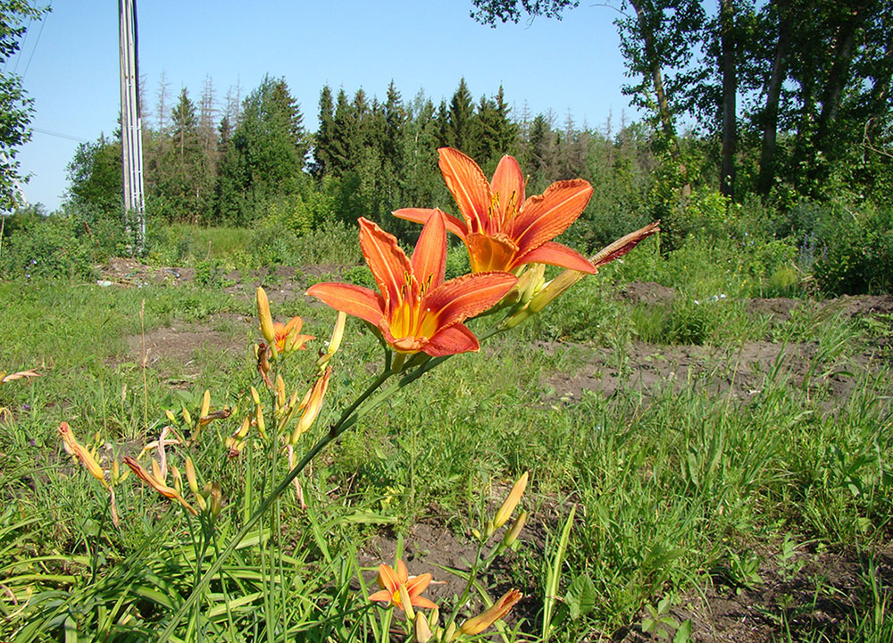 Image of Hemerocallis fulva specimen.