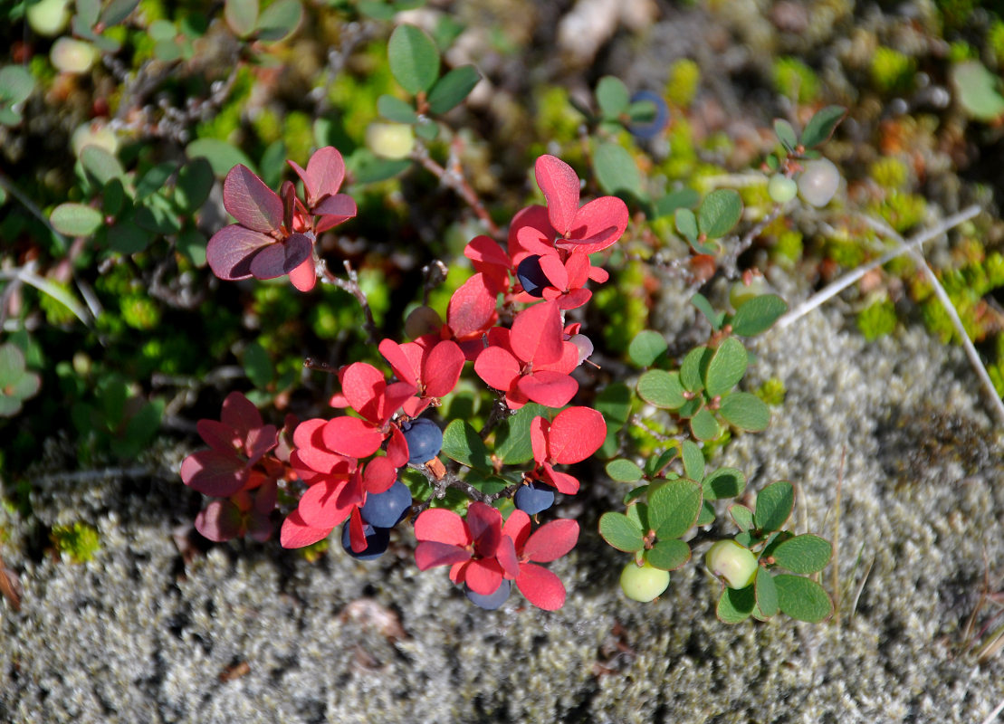 Image of Vaccinium uliginosum specimen.