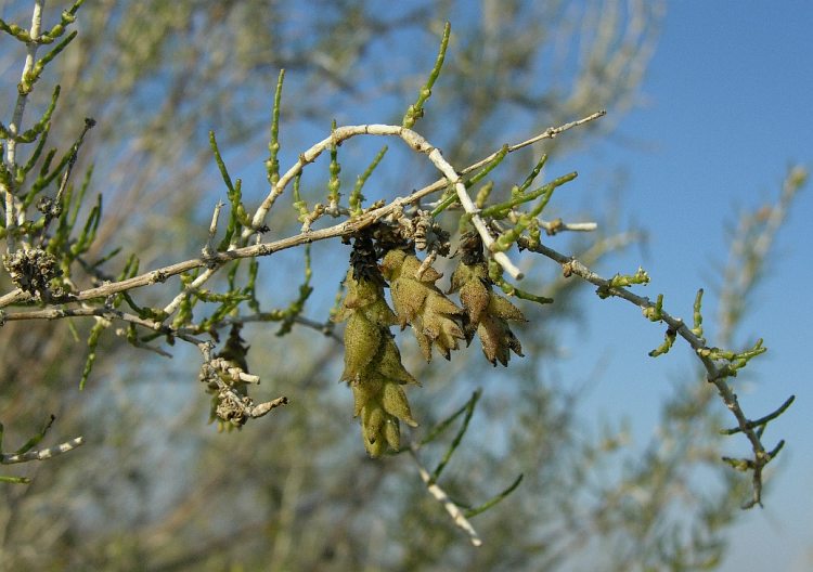 Изображение особи Haloxylon persicum.