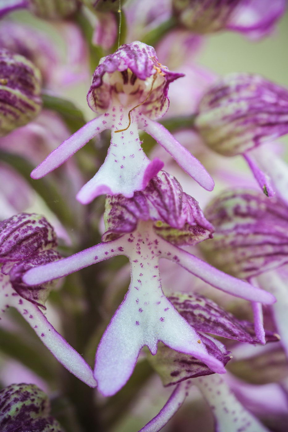 Изображение особи Orchis purpurea ssp. caucasica.