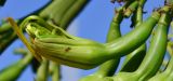 Agave americana. Раскрывающийся цветок. Израиль, Шарон, г. Герцлия, высокий берег Средиземного моря, в озеленении набережной. 29.12.2014.