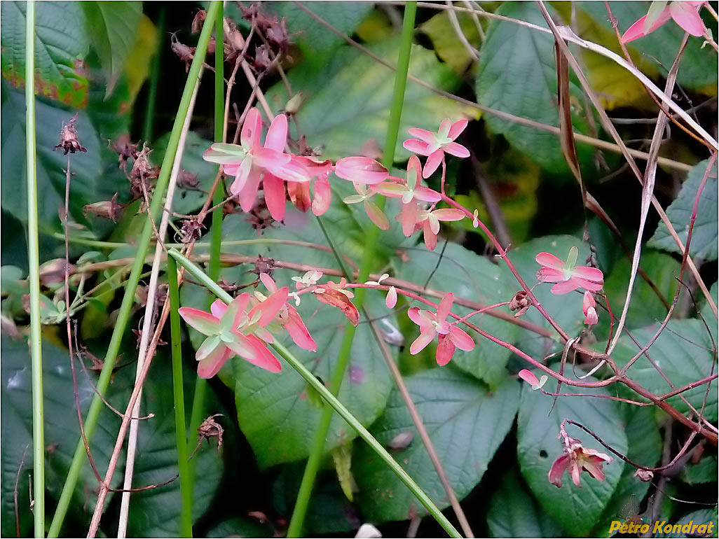 Image of genus Hypericum specimen.