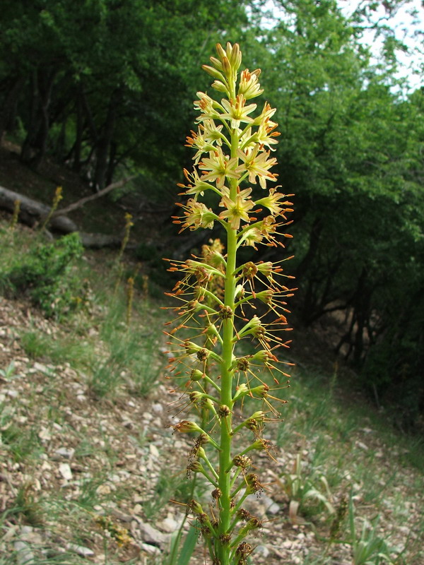 Image of Eremurus thiodanthus specimen.