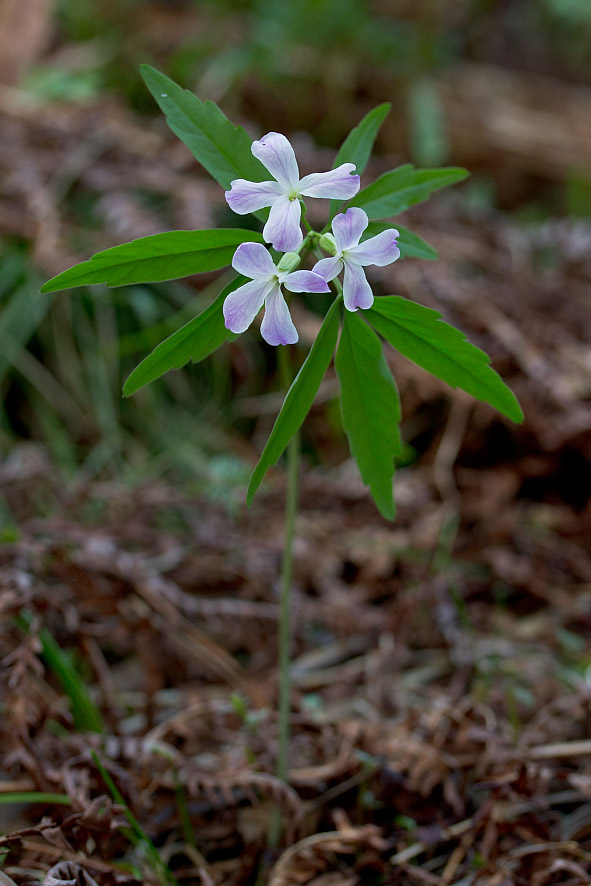 Image of Cardamine altaica specimen.