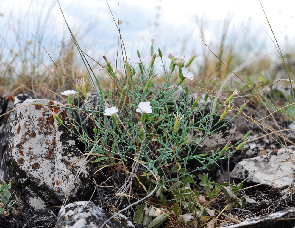 Image of Dianthus uralensis specimen.