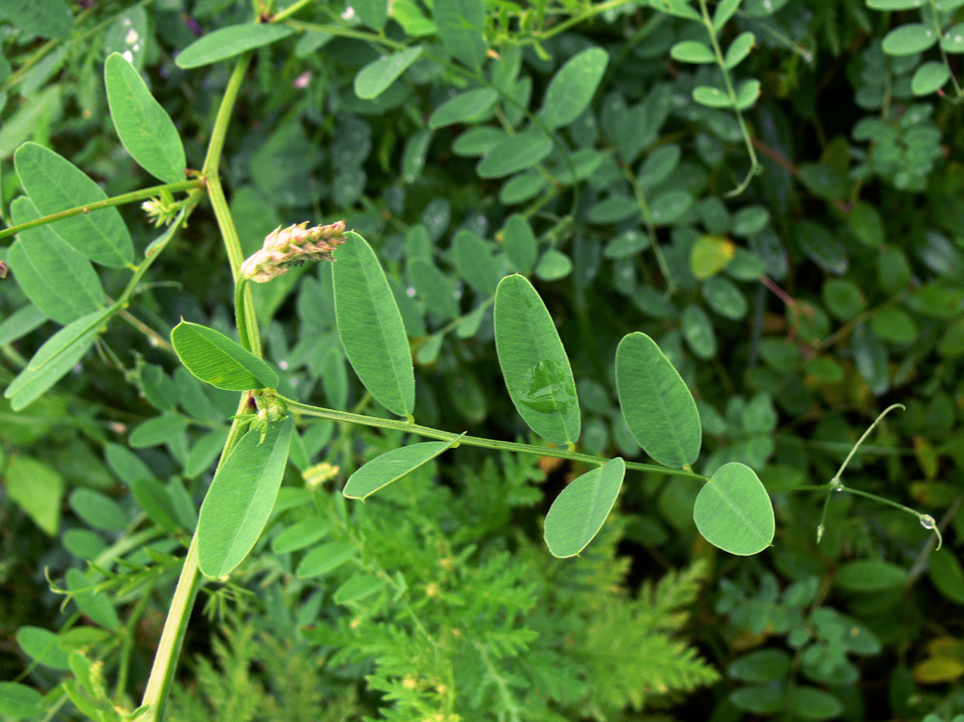 Изображение особи Vicia amurensis.