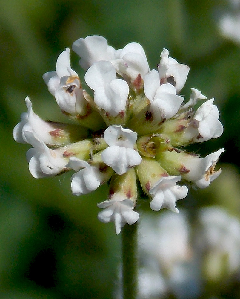 Image of Dorycnium herbaceum specimen.