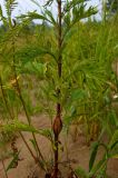 Artemisia vulgaris