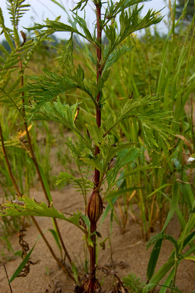 Image of Artemisia vulgaris specimen.