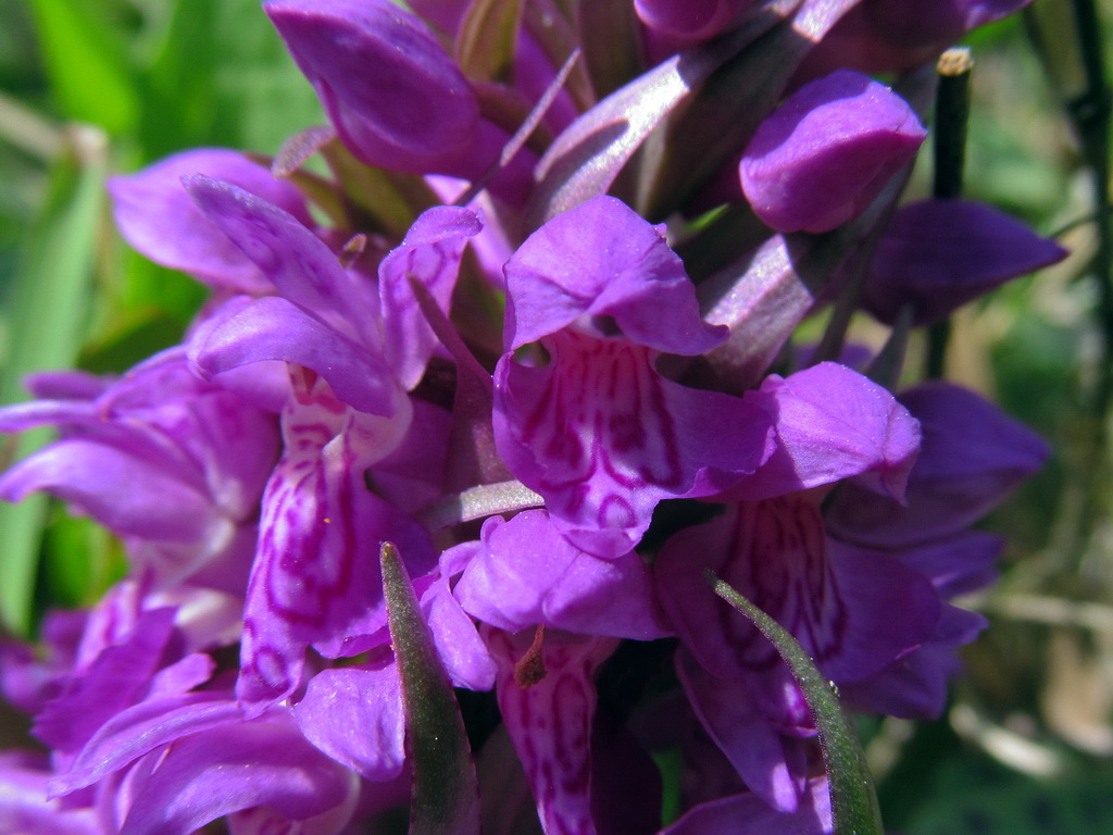 Image of Dactylorhiza majalis specimen.