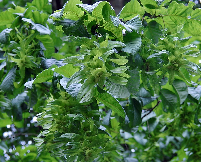 Image of Carpinus betulus specimen.