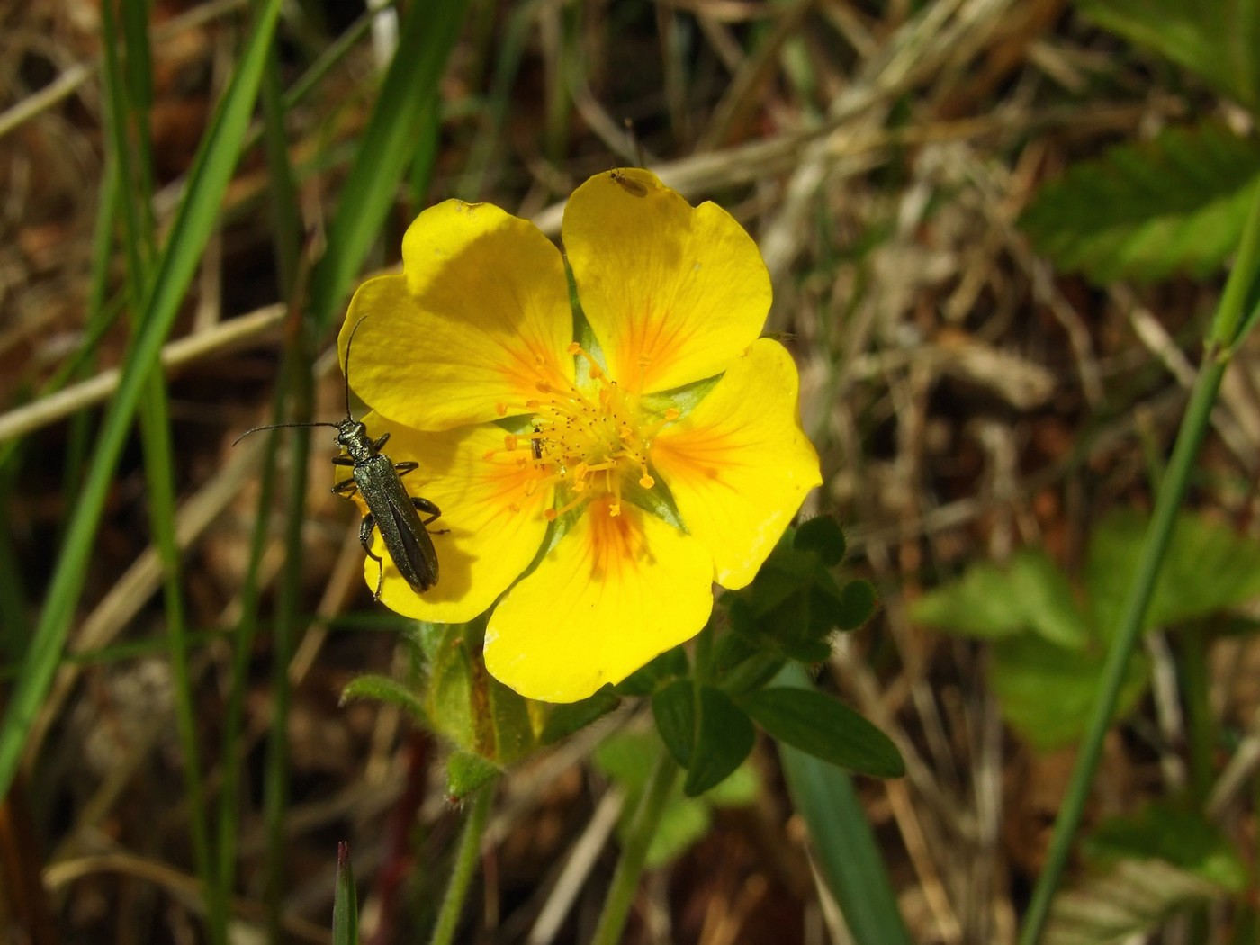 Image of Potentilla rupifraga specimen.