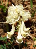 Corydalis magadanica. Соцветие. Магаданская обл., окр. Магадана, бухта Гертнера, травянистый склон сопки. 29.05.2016.