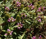 Prunella grandiflora