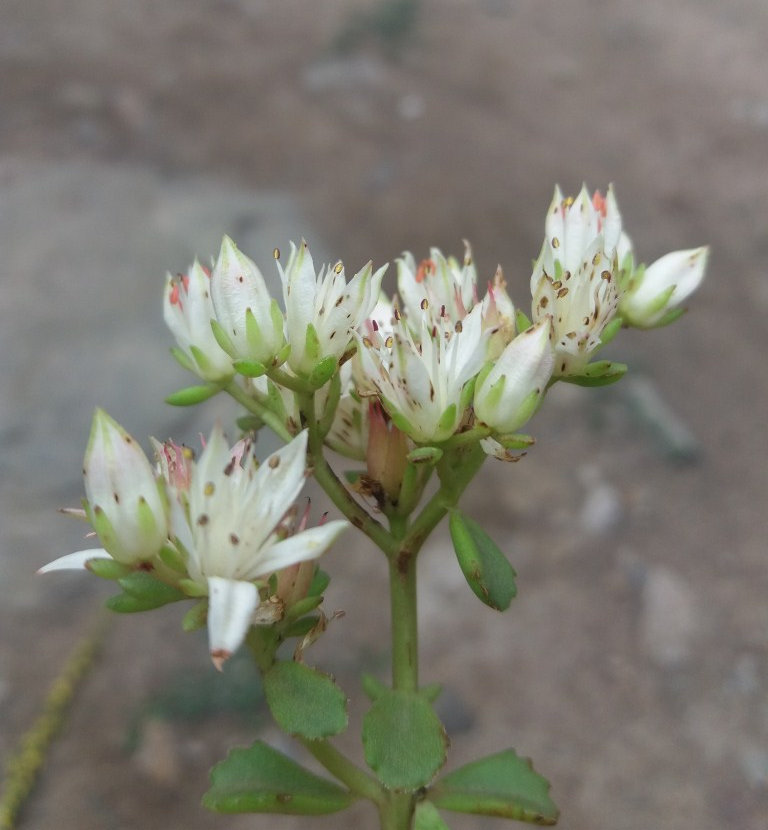 Image of Sedum oppositifolium specimen.