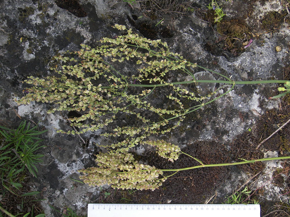 Image of Rumex tuberosus ssp. horizontalis specimen.