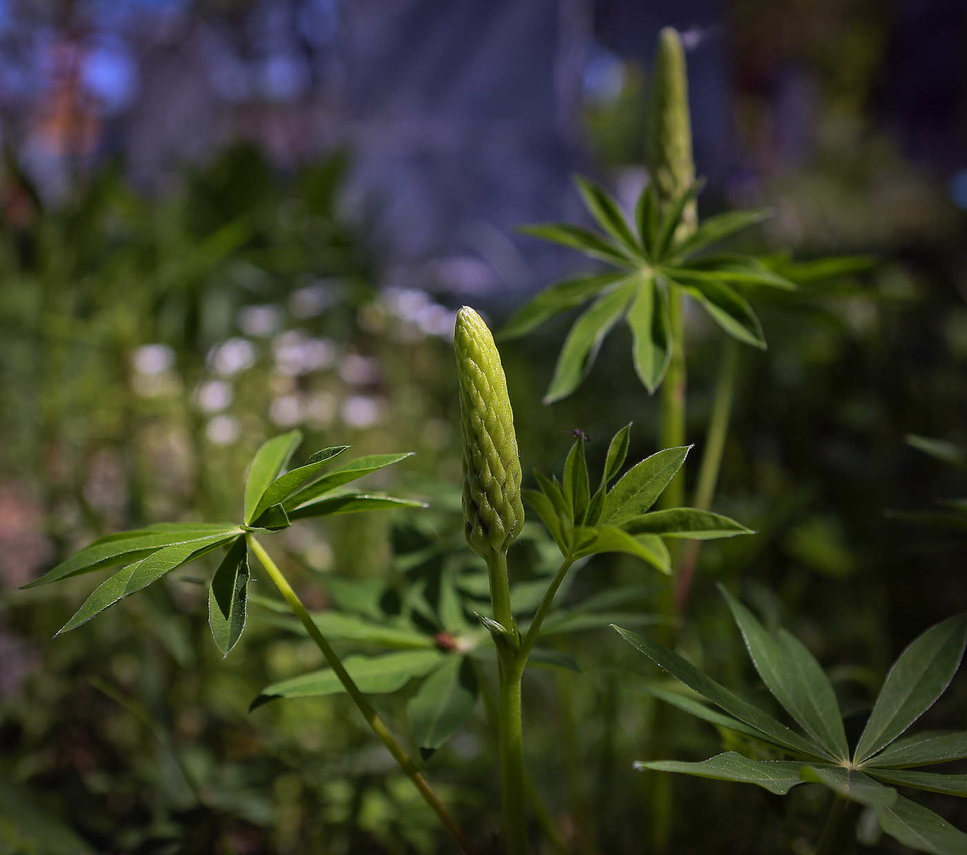 Изображение особи Lupinus &times; regalis.