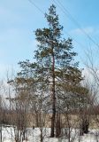Image of taxon representative. Author is Сергей Наумов