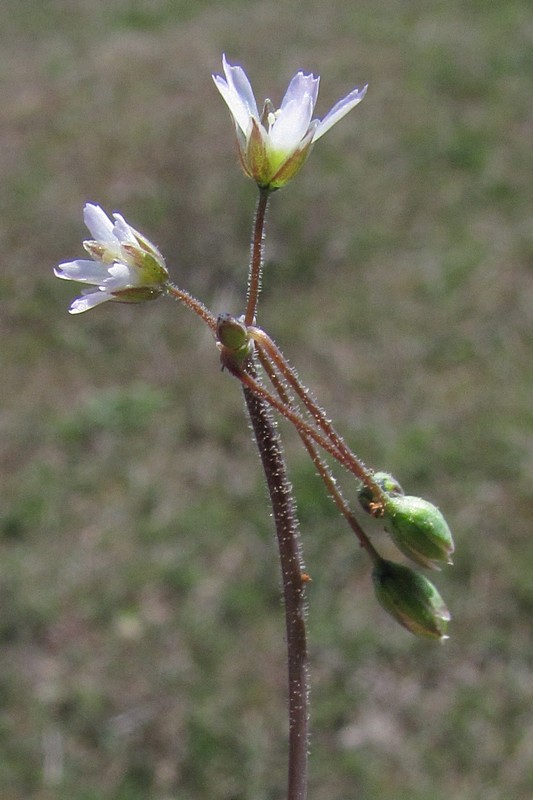 Image of Holosteum umbellatum specimen.