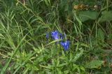 Gentiana pneumonanthe