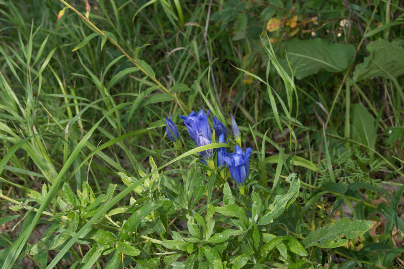 Изображение особи Gentiana pneumonanthe.
