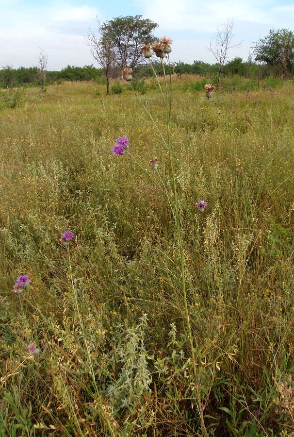 Изображение особи Centaurea adpressa.