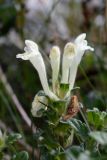 Scutellaria oligodonta