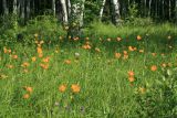 Trollius ledebourii. Аспект цветущих растений. Амурская обл., Магдагачинский р-н, окр. пос. Магдагачи, сырой луг вдоль берега водохранилища (р. Горчаки). 29.06.2016.