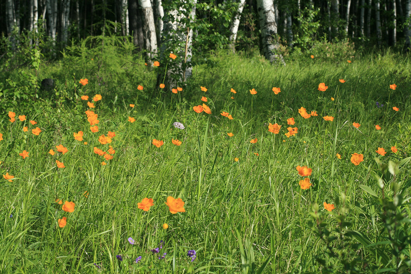 Изображение особи Trollius ledebourii.