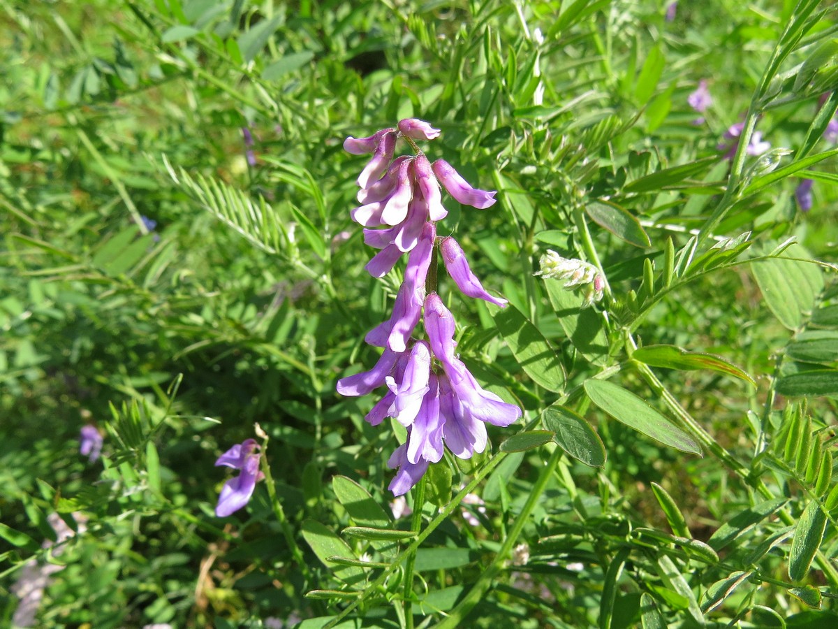 Image of Vicia cracca specimen.