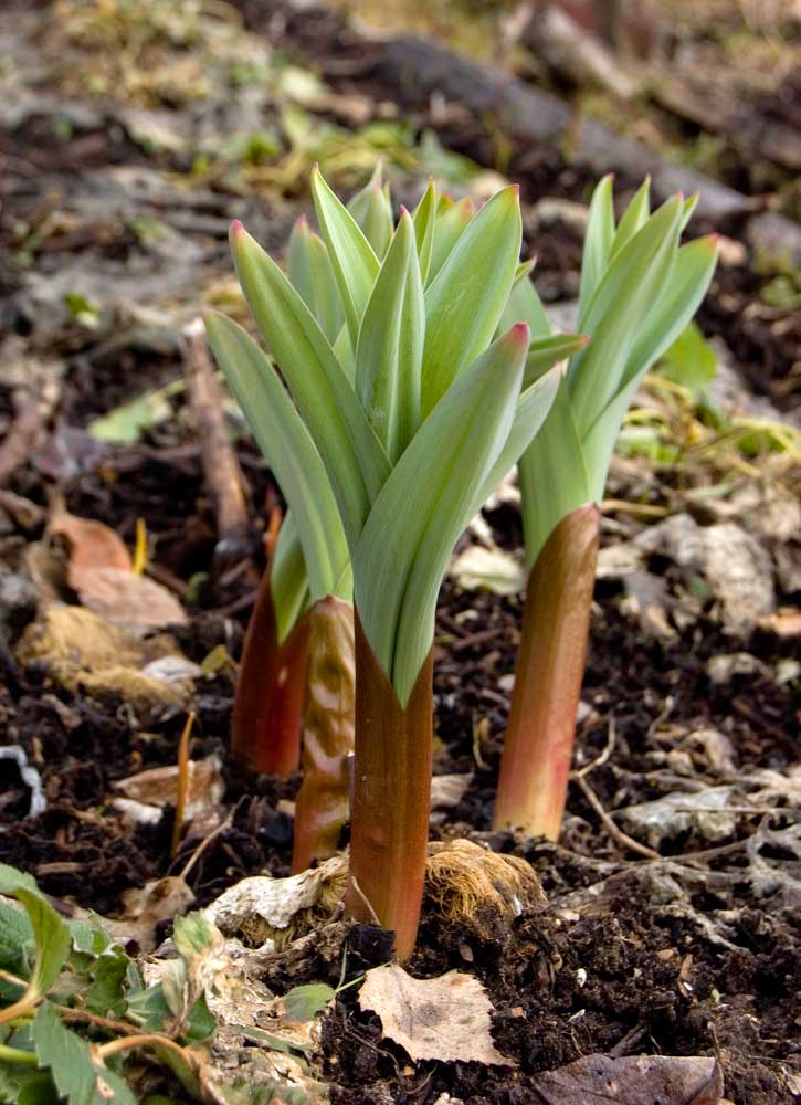 Image of Allium aflatunense specimen.