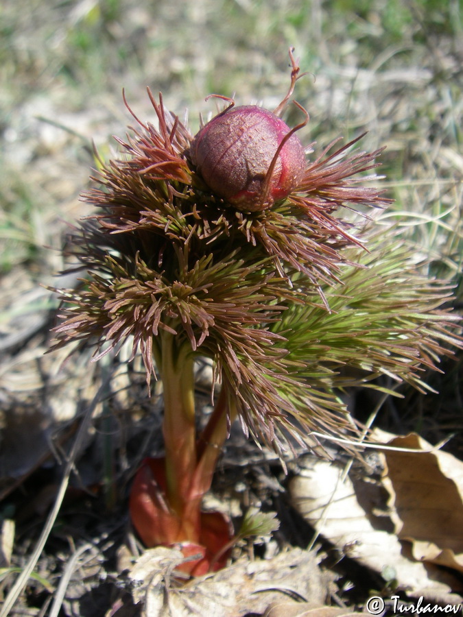 Image of Paeonia tenuifolia specimen.