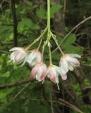Staphylea pinnata. Соцветие. Краснодарский край, м/о город-курорт Геленджик, окр. пос. Светлый, щель Церковная, дубовый лес на берегу водохранилища. 6 мая 2017 г.