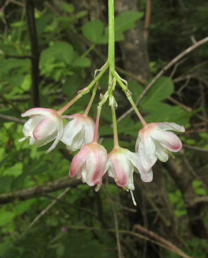 Image of Staphylea pinnata specimen.