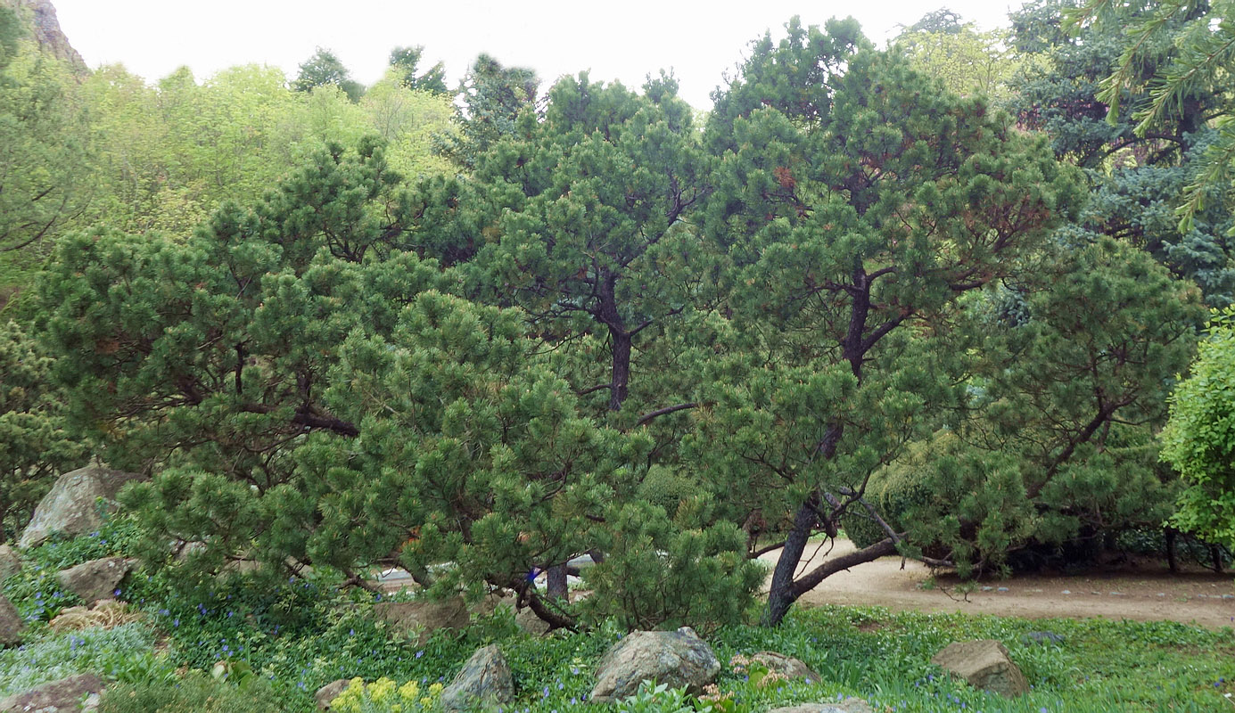 Image of Pinus mugo specimen.