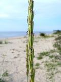 Leymus racemosus ssp. sabulosus