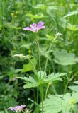 Geranium sylvaticum. Верхушка цветущего растения. Ярославская обл., г. Переславль-Залесский, дендрологический сад. 12.06.2017.