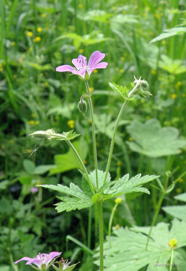 Изображение особи Geranium sylvaticum.