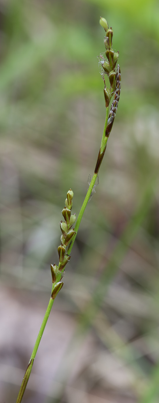 Изображение особи Carex digitata.