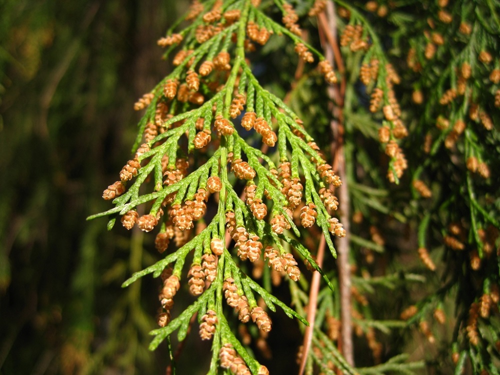 Image of Cupressus funebris specimen.