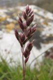 Poa bulbosa